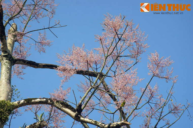 Một số hình ảnh khác về hoa ngô đồng trong Hoàng thành Huế.