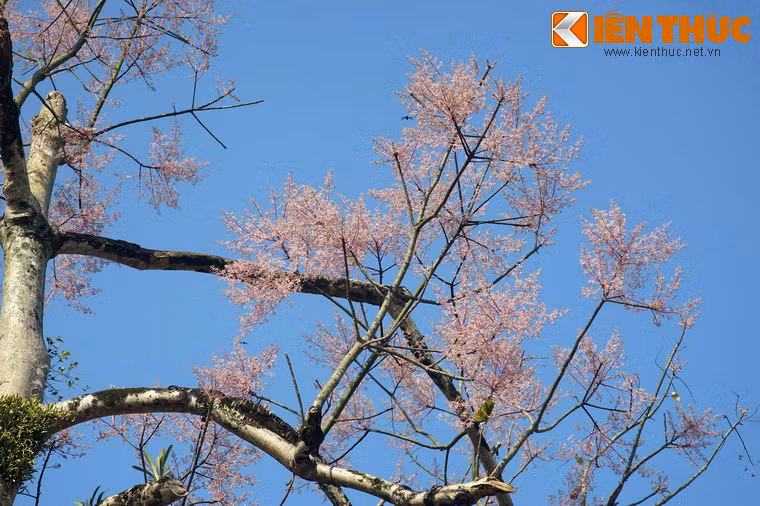 Một số hình ảnh khác về hoa ngô đồng trong Hoàng thành Huế.