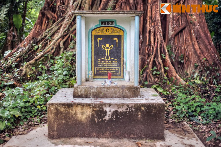 Vào tháng 4/2014, cây đa tại đình làng Lâm Sơn đã được công nhận là cây di sản Việt Nam.