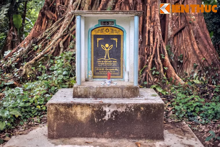 Vào tháng 4/2014, cây đa tại đình làng Lâm Sơn đã được công nhận là cây di sản Việt Nam.