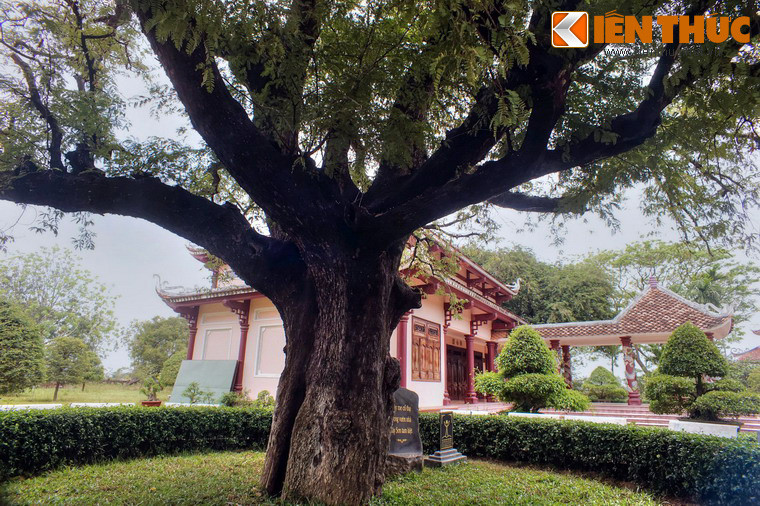 Tương truyền, cây me này do ông Hồ Phi Phúc - thân phụ của ba anh em Nguyễn Nhạc, Nguyễn Huệ, Nguyễn Lữ - trồng trong khuôn viên nhà mình cách đây hơn 200 năm.