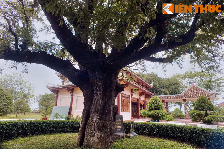 Tương truyền, cây me này do ông Hồ Phi Phúc - thân phụ của ba anh em Nguyễn Nhạc, Nguyễn Huệ, Nguyễn Lữ - trồng trong khuôn viên nhà mình cách đây hơn 200 năm.