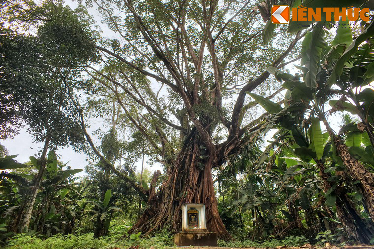 Qua hai trận bão lớn vào năm 1910 và 1944, thân cây đã bị đổ nghiêng, nhưng sau đó được dân làng dựng lại.