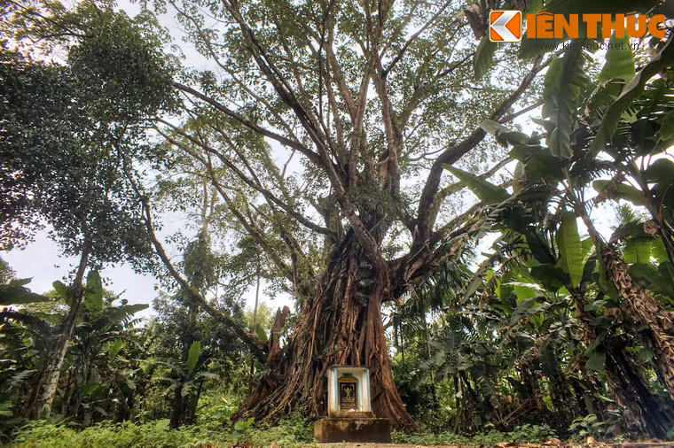 Qua hai trận bão lớn vào năm 1910 và 1944, thân cây đã bị đổ nghiêng, nhưng sau đó được dân làng dựng lại.