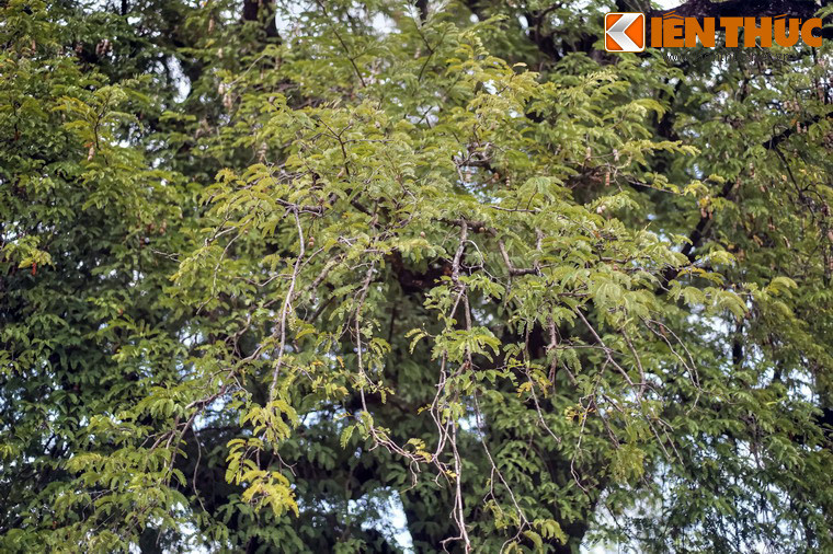 Trong những năm qua, Bảo tàng Quang Trung đã cho nhân giống me từ cây me cổ thụ này và trồng ở nhiều địa phương khắp cả nước. Du khách cũng có thể mua cây me giống như một món quà kỷ niệm từ đất võ Tây Sơn.