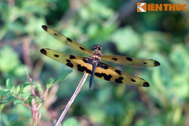 Khác với vẻ giản dị của đa phần các loài chuồn chuồn khác, loài chuồn chuồn này sở hữu một đôi cánh khá rực rỡ với các đốm đen trên nền vàng tươi.