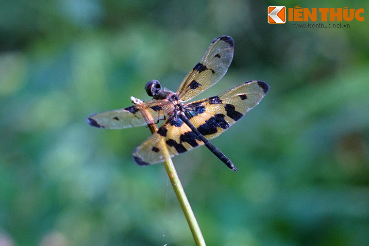 Về tập quán sinh học, chuồn chuồn cánh bướm không có nhiều khác biệt so với các loài chuồn chuồn khác.