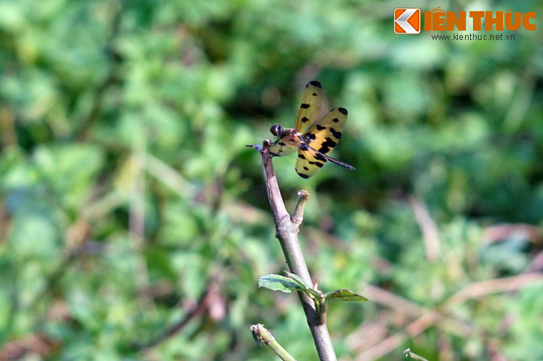 Có mặt tại nhiều địa phương ở Việt Nam, chuồn chuồn cánh bướm (tên khoa học là Rhyothemis variegata) có ngoại hình rất ấn tượng. (Ảnh trong bài chụp tại TP Huế).