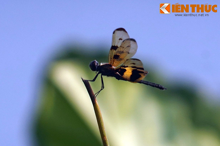 Về địa bàn phân bố, ngoài Việt Nam, chúng còn xuất hiện tại nhiều quốc gia ở phía Nam châu Á.