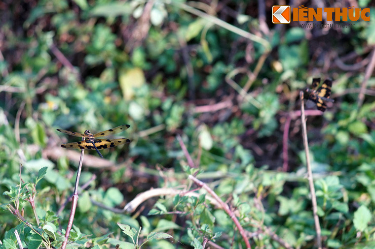 Không có hai chú chuồn chuồn cánh bướm nào sở hữu các đốm ở cánh giống hệt nhau. Điều này khiến đôi cánh của chúng trở thành đặc điểm để nhận dạng từng cá thể một cách rất trực quan.