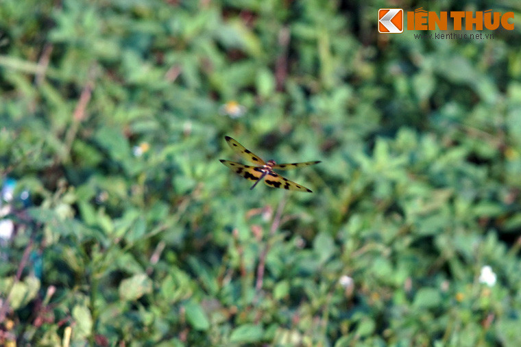 Với ngoại hình cùng kiểu bay đặc trưng của mình, khi nhìn từ xa chúng rất dễ bị nhầm lẫn với loài bướm.