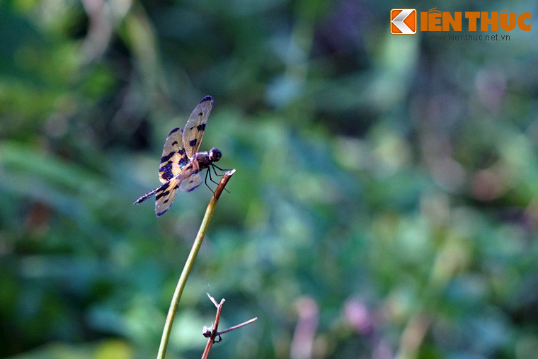 Do có ngoại hình bắt mắt, chuồn chuồn cánh bướm là đối tượng ưa thích của nhiều nhà sưu tầm quốc tế.