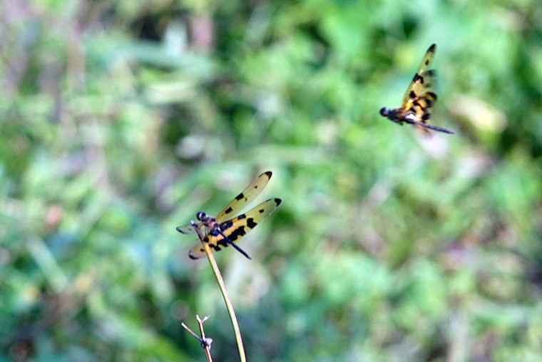 So với các loài chuồn chuồn khác, kiểu bay của chuồn chuồn cánh bướm không mạnh mẽ, dứt khoát mà khá nhẹ nhàng, yểu điệu.