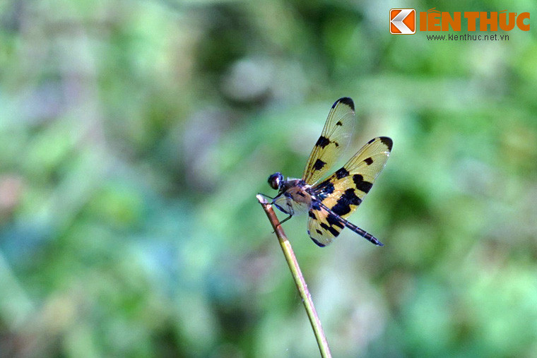 Với đôi cánh đặc biệt của mình, chuồn chuồn cánh bướm là một trong những loài chuồn chuồn đẹp nhất trên thế giới.