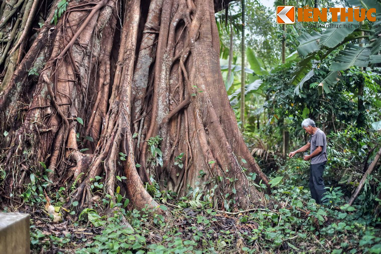 Phần gốc khổng lồ của cây đa đình làng Lâm Sơn, Quảng Ngãi - cây Di sản Việt Nam. Không chỉ phổ biến ở Việt Nam, quan niệm cây cổ thụ là nơi trú ngụ của các linh hồn cũng xuất hiện trong rất nhiều nền văn hóa từ Đông sang Tây.