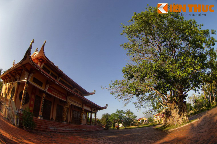 Một số hình ảnh khác về cây bồ đề ở đền thờ Lương Văn Chánh.