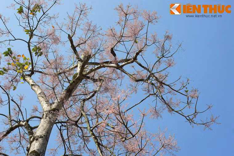 Khi ghé thăm Hoàng thành Huế vào độ tháng 2 đến tháng 5 Âm lịch hàng năm, du khách sẽ có cơ hội ngắm nhìn một loài hoa đặc trưng của Cố đô Huế, đó là hoa ngô đồng.