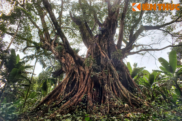 Theo lời kể của các bậc cao niên trong làng, cây đa cổ thụ này đã trải qua rất nhiều biến động của lịch sử như chiến tranh, thiên tai, bão lũ.