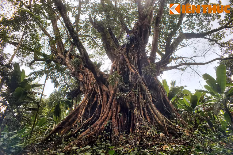 Theo lời kể của các bậc cao niên trong làng, cây đa cổ thụ này đã trải qua rất nhiều biến động của lịch sử như chiến tranh, thiên tai, bão lũ.
