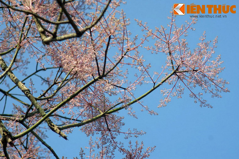 Các nhà nghiên cứu đánh giá, cây ngô đồng là loài cây quý hiếm, không chỉ với xứ Huế mà với cả Việt Nam. Đây cũng là một trong số ít loài cây mang giá trị văn hóa - lịch sử đặc biệt của người Việt.