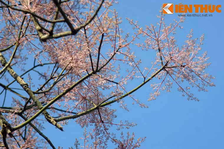 Các nhà nghiên cứu đánh giá, cây ngô đồng là loài cây quý hiếm, không chỉ với xứ Huế mà với cả Việt Nam. Đây cũng là một trong số ít loài cây mang giá trị văn hóa - lịch sử đặc biệt của người Việt.