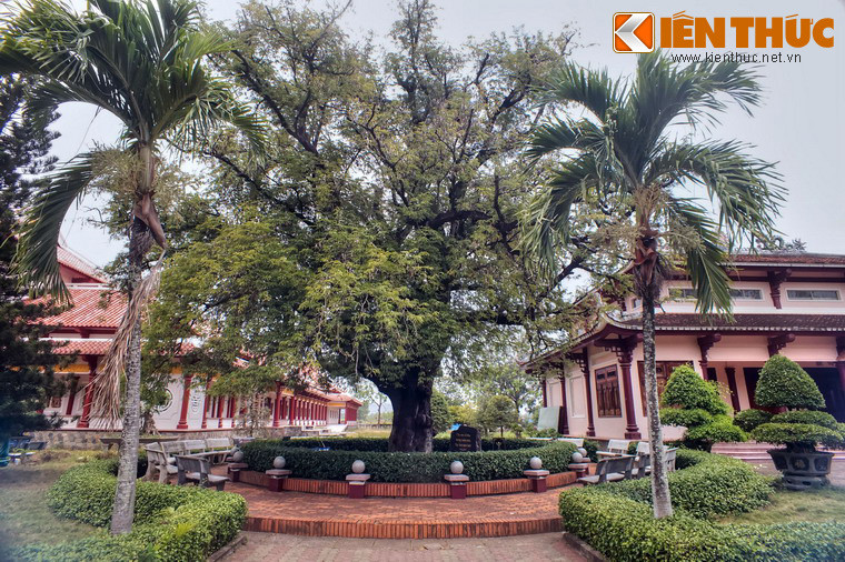 Tho đo đạc, cây me Bảo tàng Quang Trung cao 24m, đường kính thân 1,2m, tán lá che phủ hơn 600 m2.