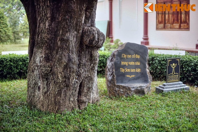 Vào năm 2011, cây me cổ thụ ở Bảo tàng Quang Trung đã được công nhận là Cây Di sản Việt Nam.