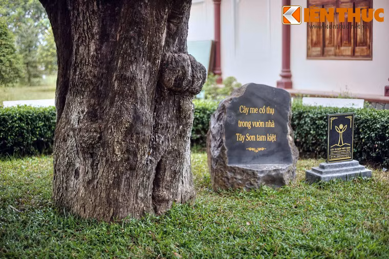 Vào năm 2011, cây me cổ thụ ở Bảo tàng Quang Trung đã được công nhận là Cây Di sản Việt Nam.