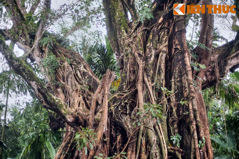 Vào năm 1969, cây đa cổ thụ cũng bị hư hại một phần do bom đạn Mỹ tàn phá ác liệt huyện Nghĩa Hành.