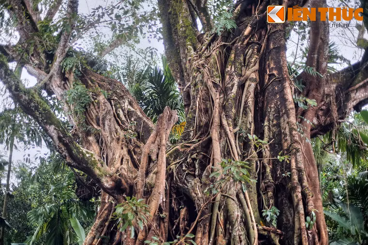 Vào năm 1969, cây đa cổ thụ cũng bị hư hại một phần do bom đạn Mỹ tàn phá ác liệt huyện Nghĩa Hành.