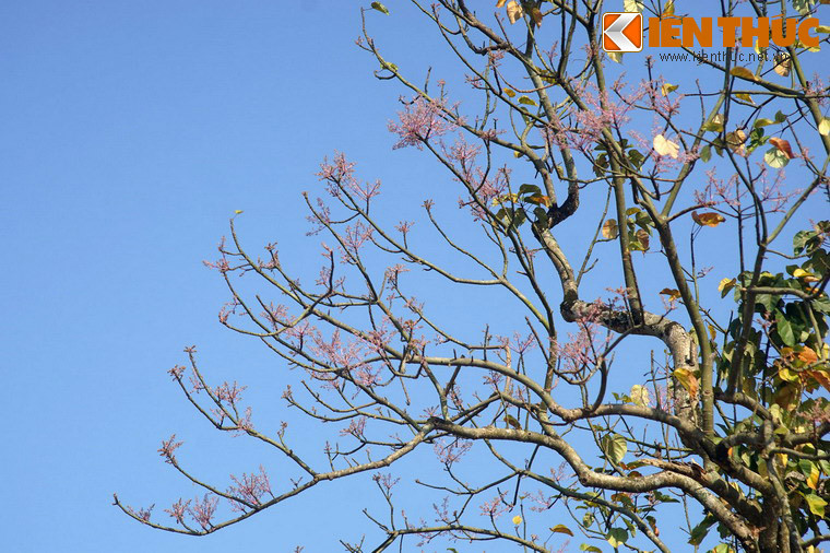 Dù không còn nhiều và kỳ vĩ như thuở xưa, vẻ đẹp của hoa ngô đồng ở Hoàng thành Huế vẫn khiến lòng người phải xao xuyến.