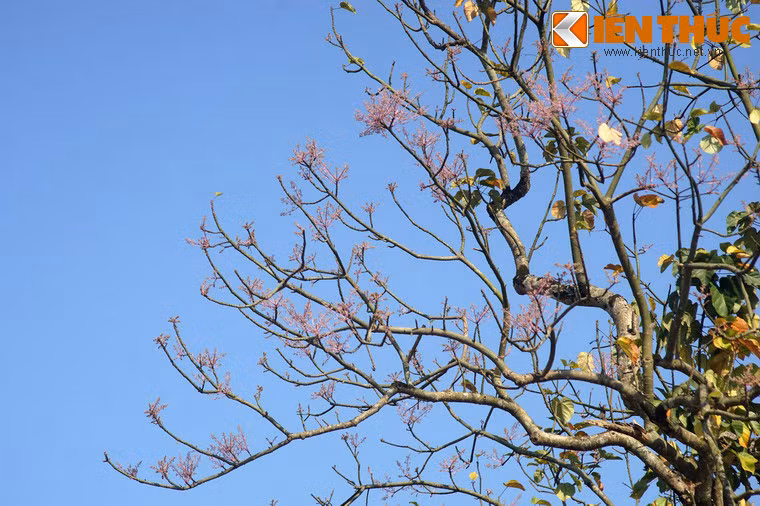 Dù không còn nhiều và kỳ vĩ như thuở xưa, vẻ đẹp của hoa ngô đồng ở Hoàng thành Huế vẫn khiến lòng người phải xao xuyến.