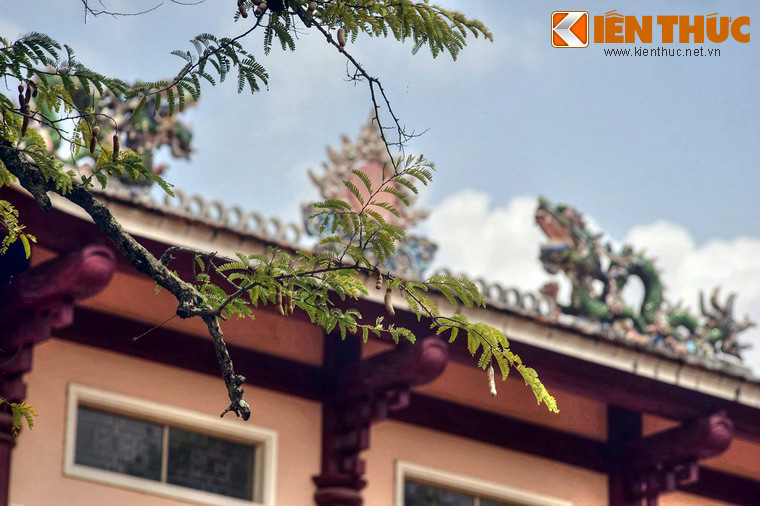 Với người dân đất võ Bình Định, cây me như một biểu tượng cho khí phách hùng thiêng của người anh hùng áo vải Quang Trung.