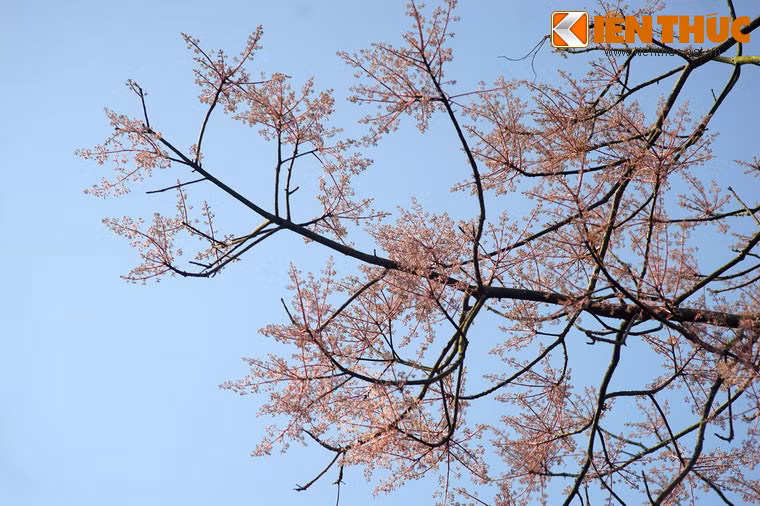 Đến kỳ đơm hoa, cây ngô đồng dần dần trút hết lá rồi phô những chùm hoa nhỏ màu hồng dày đặc, vừa rực rỡ, vừa toát lên sự thanh thoát, quý phái.