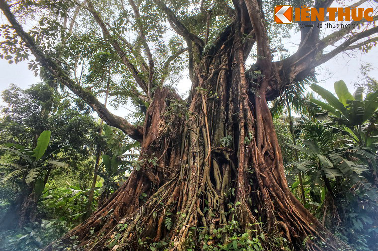 Dù vậy, cho đến nay cây vẫn đứng vững như biểu tượng cho sức sống bền bỉ của con người và mảnh đất nơi đây.