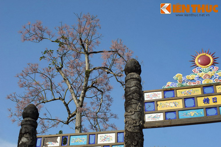 Có lẽ điều này xuất phát từ quan niệm ngô đồng là loài cây hấp thụ tinh hoa của trời đất, theo truyền thuyết vua Phục Hy trông thấy có năm sắc sao rơi xuống cụm ngô đồng và chim phượng hoàng đến đó đậu.