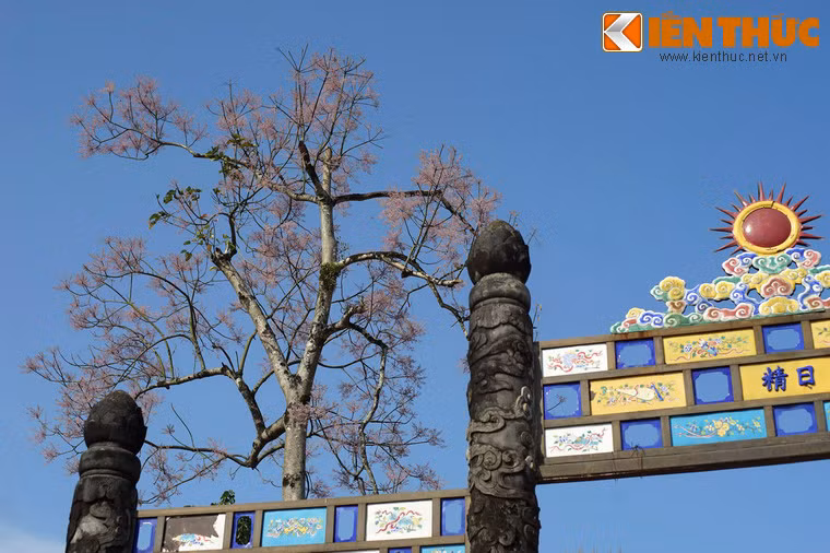 Có lẽ điều này xuất phát từ quan niệm ngô đồng là loài cây hấp thụ tinh hoa của trời đất, theo truyền thuyết vua Phục Hy trông thấy có năm sắc sao rơi xuống cụm ngô đồng và chim phượng hoàng đến đó đậu.