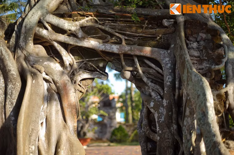 Tuổi của cây được xác định ít nhất là 196 năm (tính đến thời điểm năm 2018). Căn cứ tính tuổi được xác định dựa vào lịch sử xây dựng đền thờ danh nhân Lương Văn Chánh.