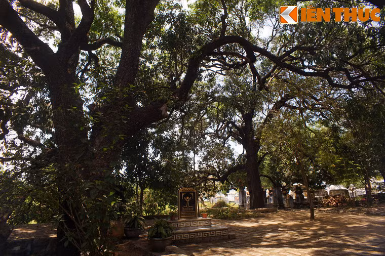 Trong khuôn viên chùa Từ Quang, còn gọi là chùa Đá Trắng ở thôn Cần Lương, xã An Dân, huyện Tuy An, tỉnh Phú Yên có một vườn xoài cổ thụ nức tiếng gần xa từ hàng trăm năm qua.