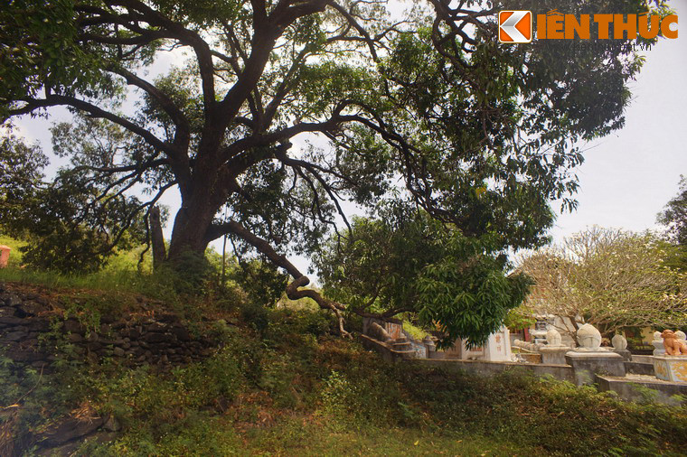 Ở tỉnh Phú Yên đã có nhiều câu ca được lưu truyền về đặc sản xoài Đá Trắng như câu: “Cam Xuân Đài, xoài Đá Trắng/ Sắn phường lụa, cua Ô Loan”.