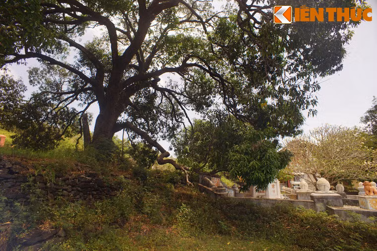 Ở tỉnh Phú Yên đã có nhiều câu ca được lưu truyền về đặc sản xoài Đá Trắng như câu: “Cam Xuân Đài, xoài Đá Trắng/ Sắn phường lụa, cua Ô Loan”.