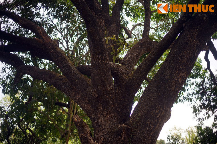 Hay câu: “Rủ lên Đá Trắng ăn xoài/ Mua ăn tương ngọt thiên thai thiếu gì”...