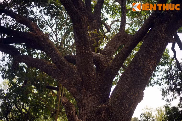 Hay câu: “Rủ lên Đá Trắng ăn xoài/ Mua ăn tương ngọt thiên thai thiếu gì”...
