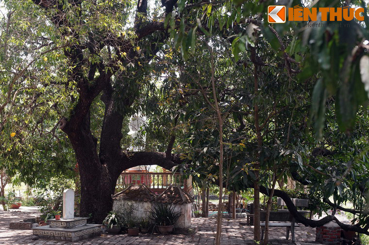 Ngày nay, chùa Đá Trắng còn khoảng 20 cây xoài cổ nằm rải rác trong khuôn viên, cây lớn nhất nằm cạnh chính điện của chùa.