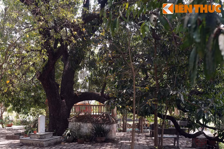 Ngày nay, chùa Đá Trắng còn khoảng 20 cây xoài cổ nằm rải rác trong khuôn viên, cây lớn nhất nằm cạnh chính điện của chùa.