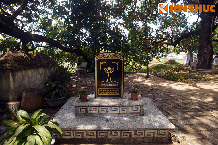 Vào năm 2013, quần thể xoài của chùa Đá Trắng đã được công nhận là Cây Di sản của Việt Nam.