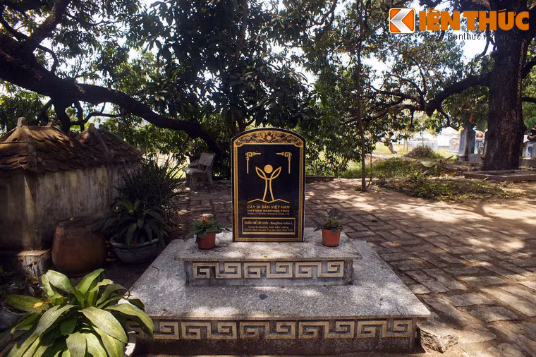 Vào năm 2013, quần thể xoài của chùa Đá Trắng đã được công nhận là Cây Di sản của Việt Nam.