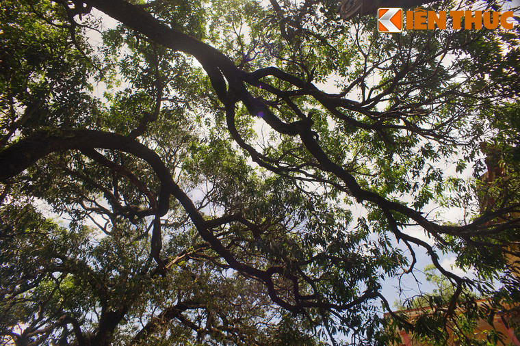 Theo sử sách, vào thời nhà Nguyễn, mỗi năm chùa phải tiến vua từ 1.000 đến 2.000 quả. Những năm mất mùa, quan huyện lệnh cắt cử người trông coi từ khi quả còn non để bảo đảm đủ số xoài cúng tiến.