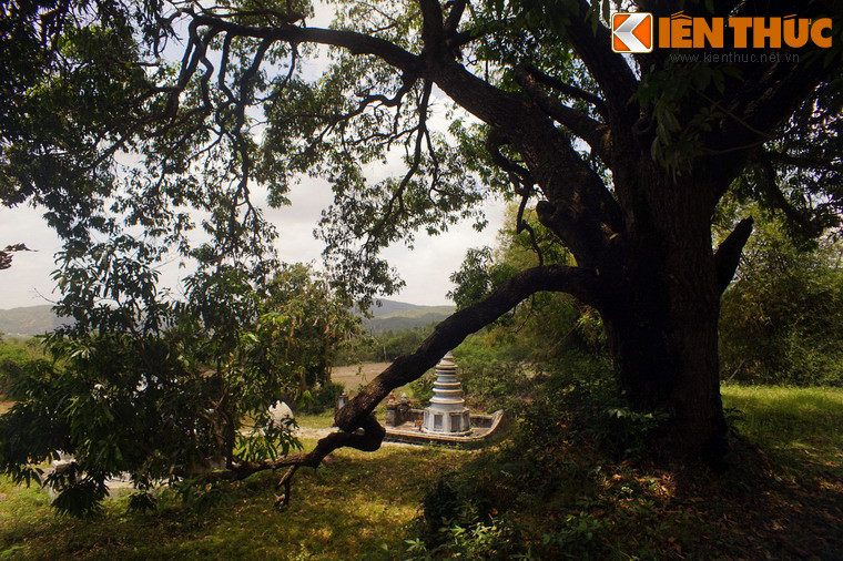 Không chỉ là một giống cây quý, xoài đá trắng còn là một di sản lịch sử gắn với triều Nguyễn cũng như những câu chuyện bi hùng của cuộc Nam tiến.