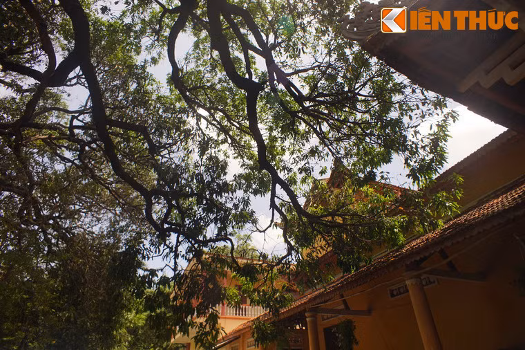 Có một điều đặc biệt là quả xoài Đá Trắng chỉ giữ được hương vị khi được trồng trong khuôn viên chùa Đá Trắng. Chỉ cần đem giống xoài xuống chân núi để trồng là hương vị đã khác, không còn ngon như xoài trồng trên chùa.